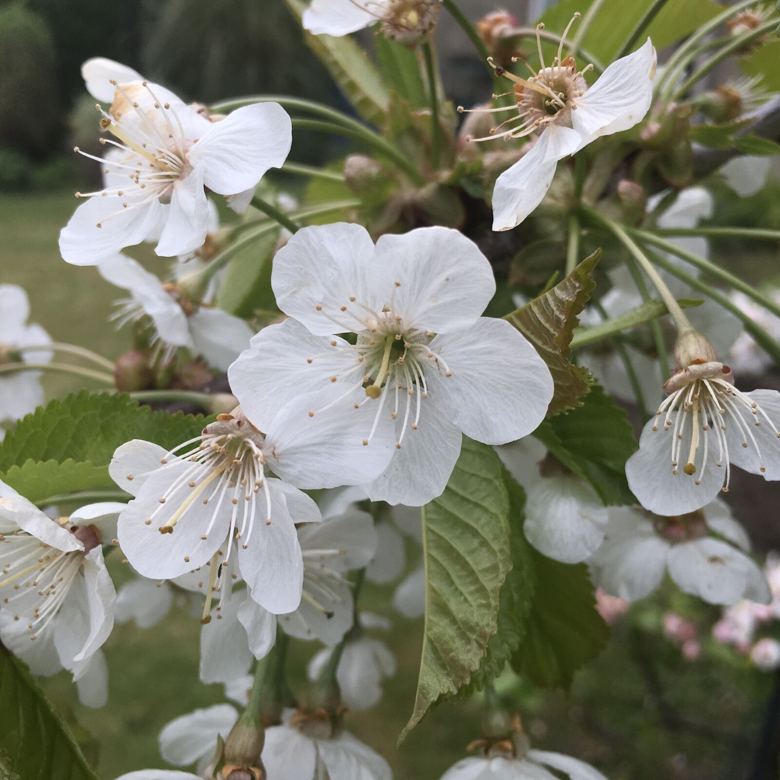 Apple iPad Pro sample photo. Cherry, cherry tree, flower photography