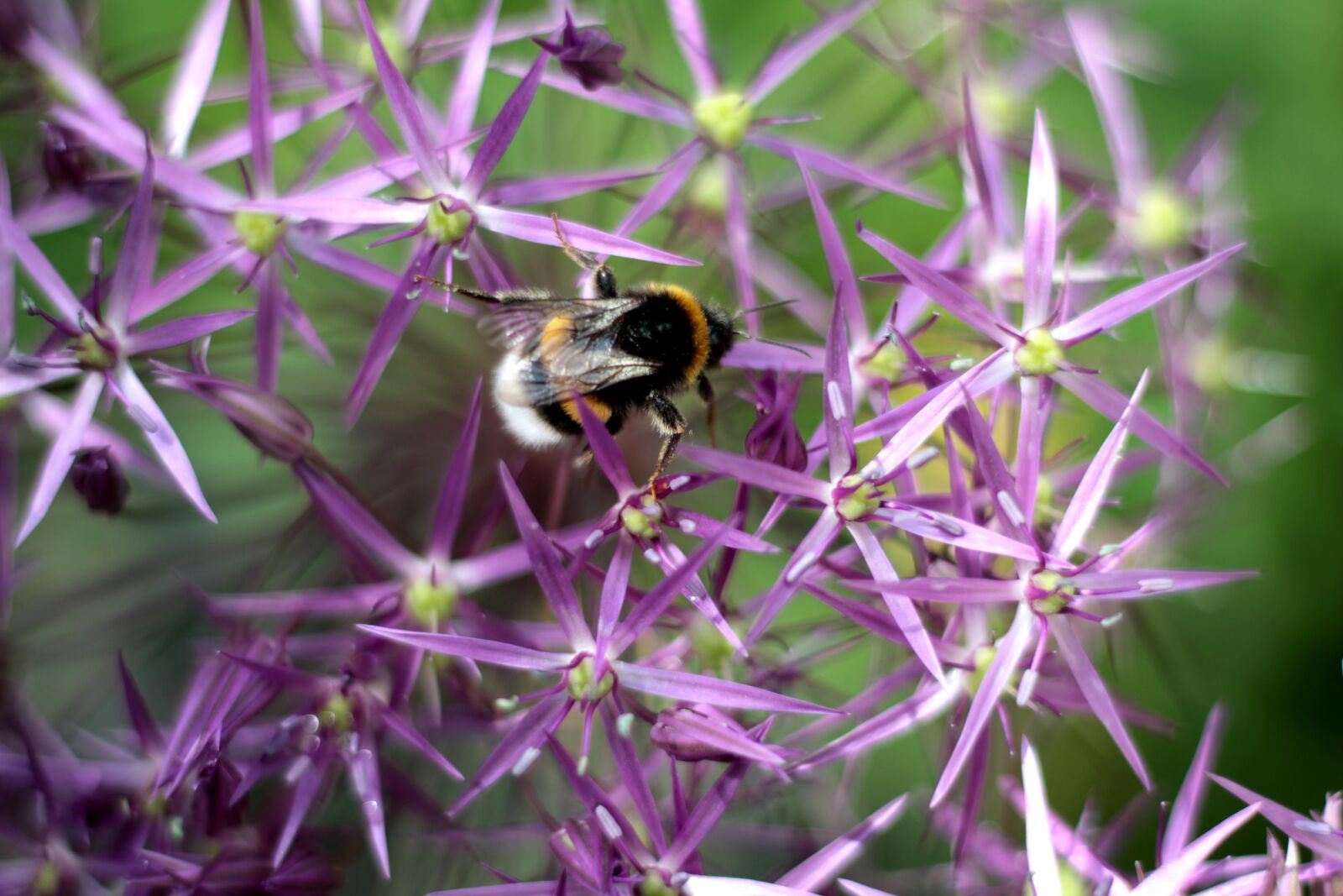 Canon EOS 600D (Rebel EOS T3i / EOS Kiss X5) sample photo. Allium christophii, ornamental onion photography