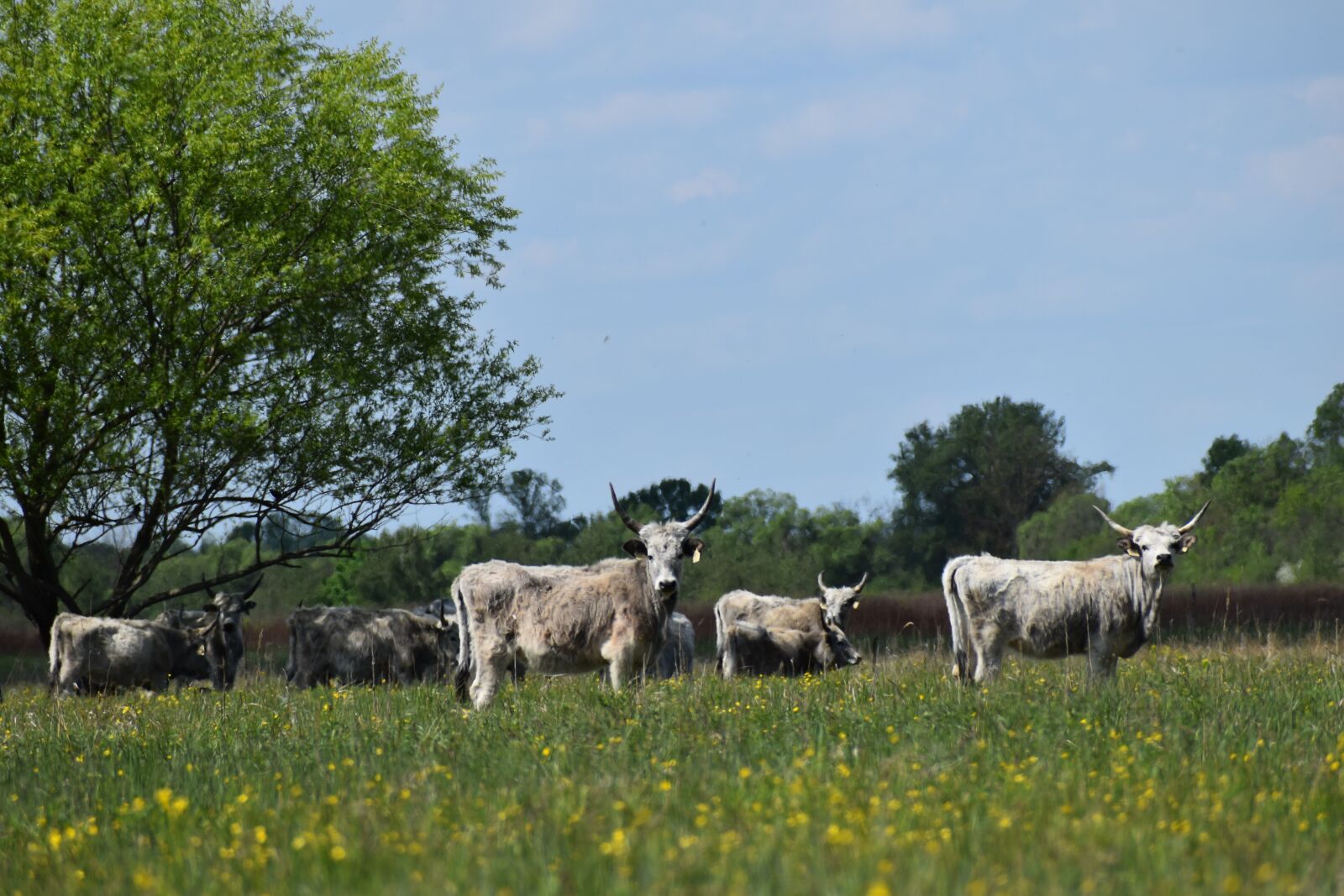 Nikon D3500 sample photo. Meadow, gray cattle, bull photography