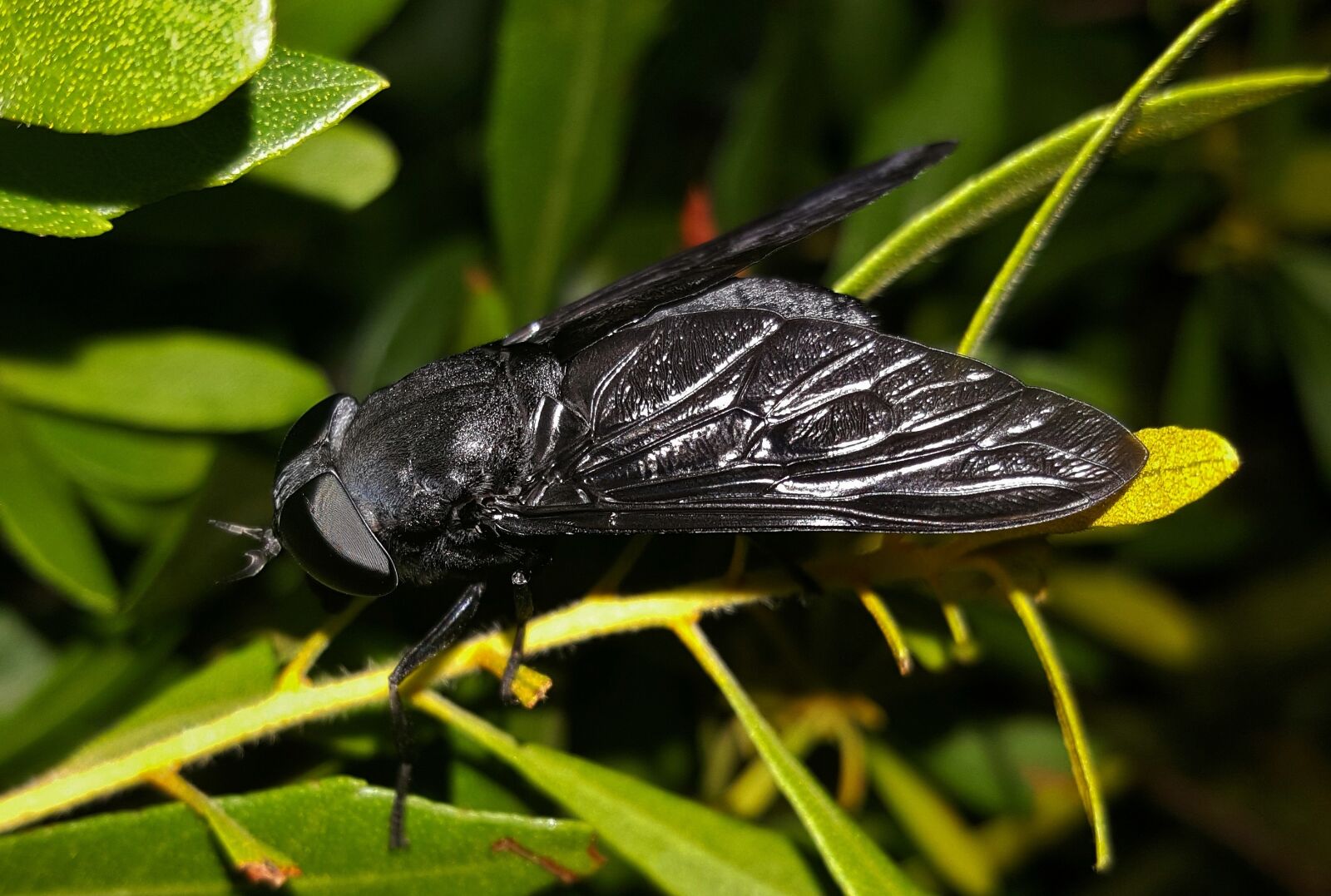 Samsung Galaxy Note5 sample photo. Fly, horse fly, black photography