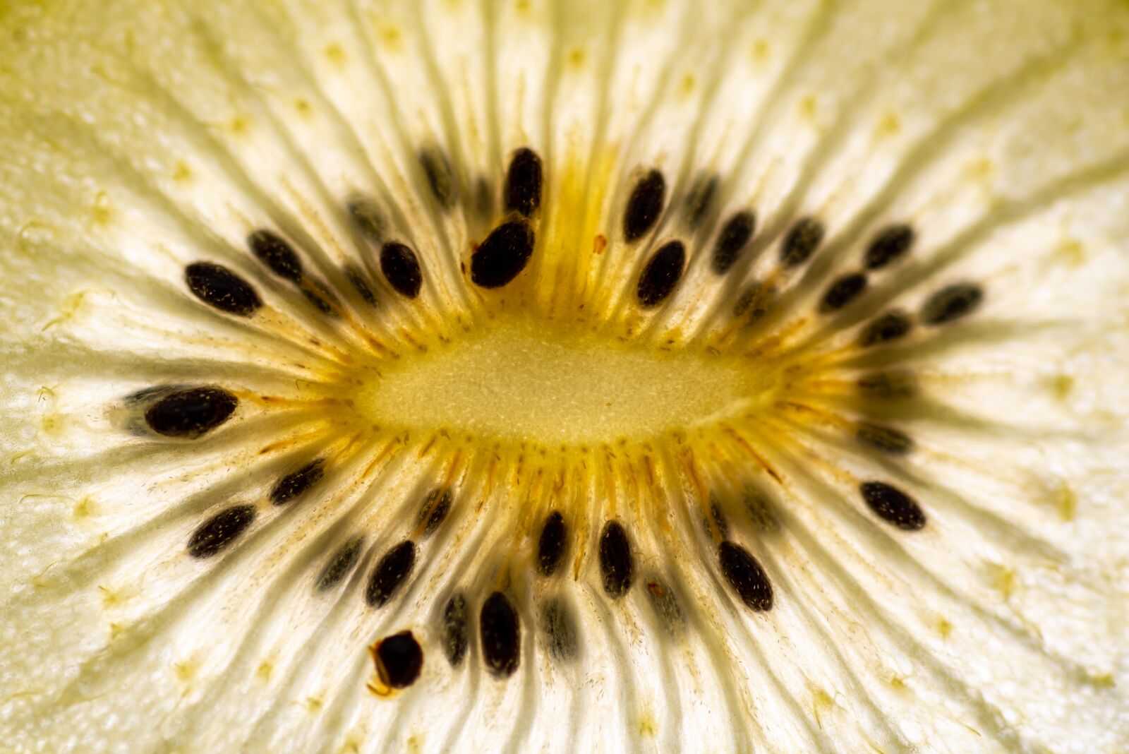 Nikon D610 sample photo. Kiwi, macro, fruit photography