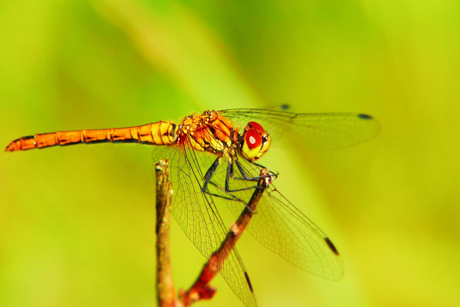 Panasonic Lumix DMC-FZ200 sample photo. Szablak yellow, female, dragonflies photography
