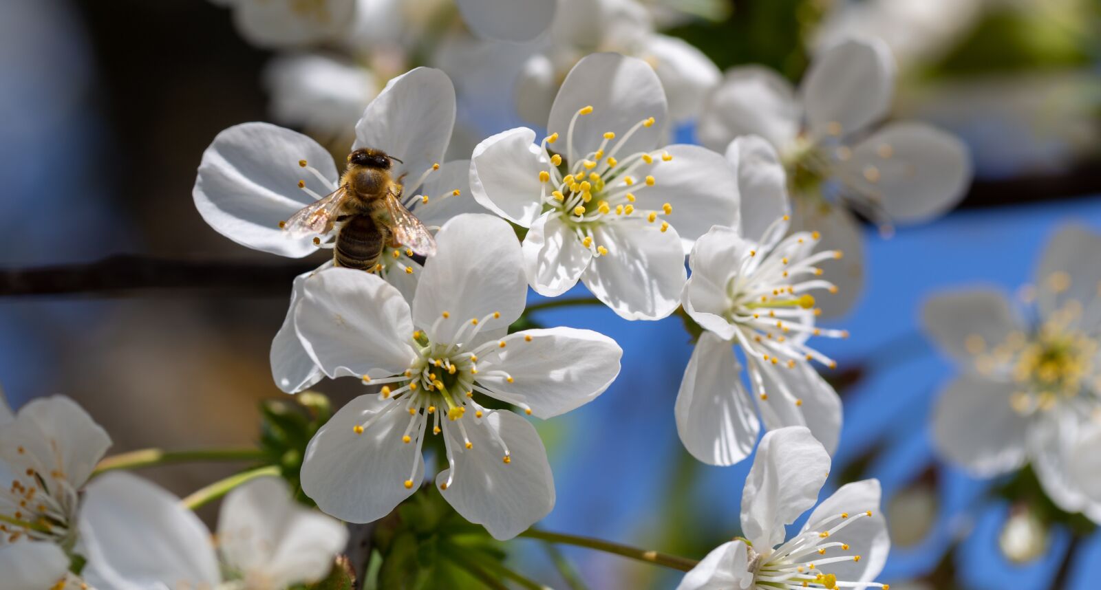 Canon EF 100mm F2.8L Macro IS USM sample photo. Blossom, bloom, flower photography