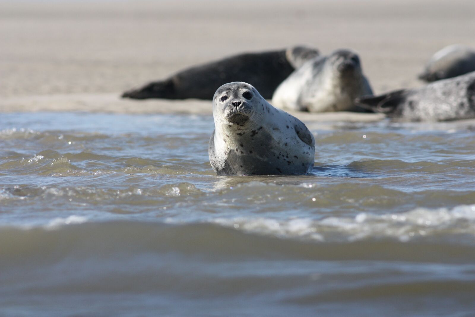 Canon EOS 450D (EOS Rebel XSi / EOS Kiss X2) sample photo. The common seal, phoque photography