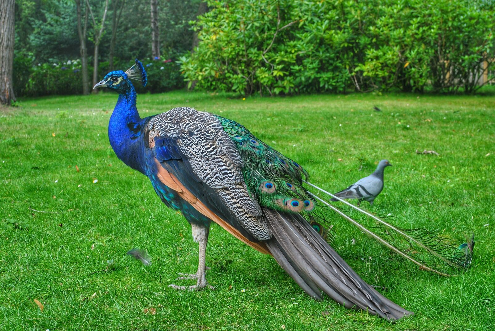 Nikon D3000 sample photo. Peacock, bird, garden photography