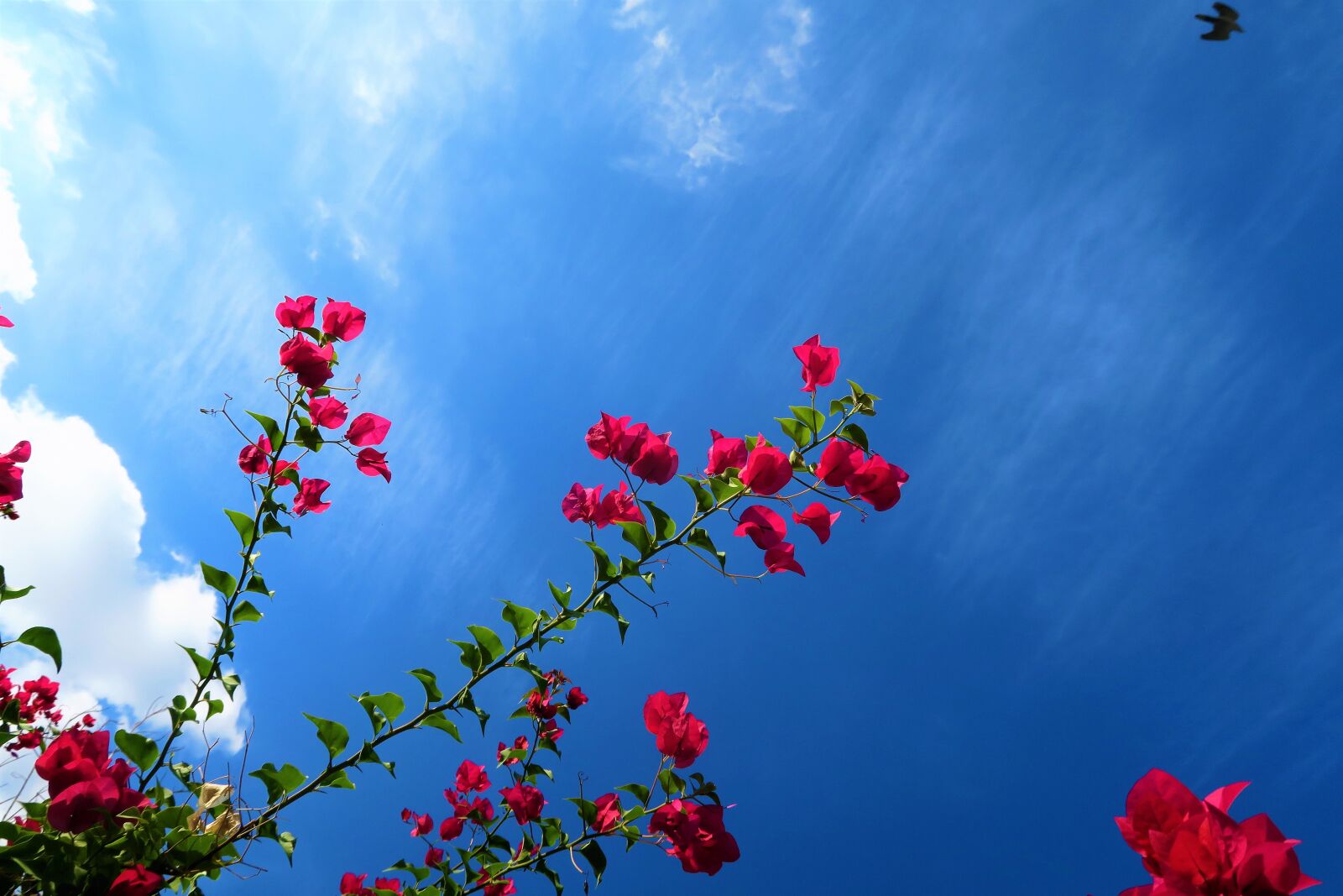 Canon PowerShot G7 X sample photo. Flower, branches, sky photography