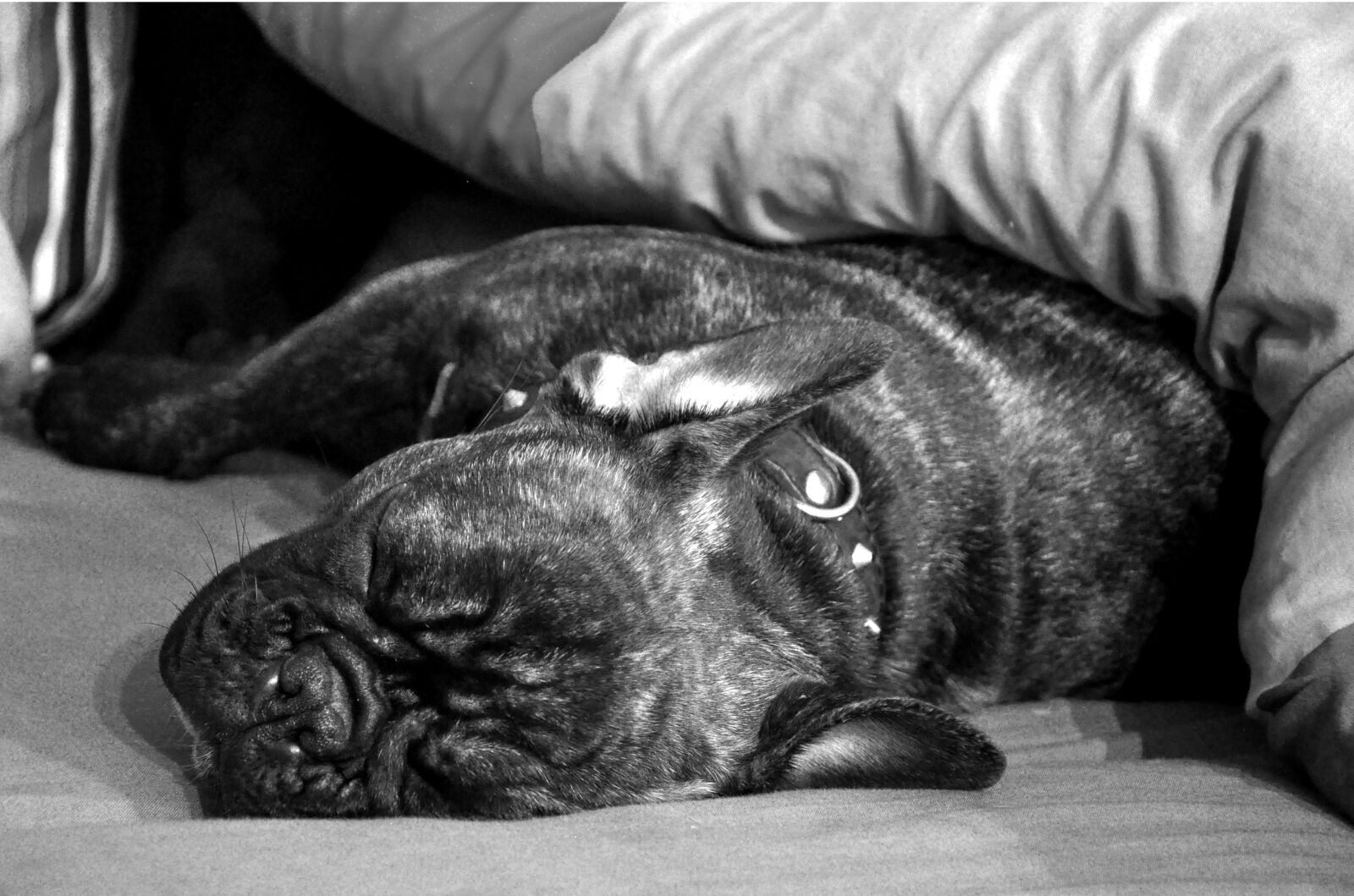 Nikon D90 sample photo. Bulldog, calm, dog, firstpic photography