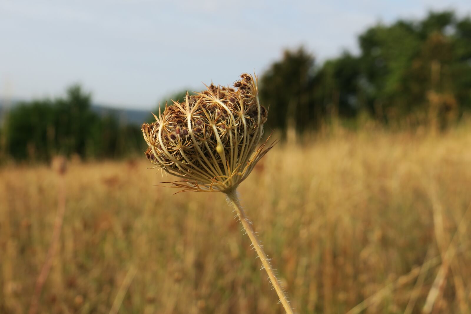 Canon PowerShot G3 X sample photo. Thistle, nature, late summer photography