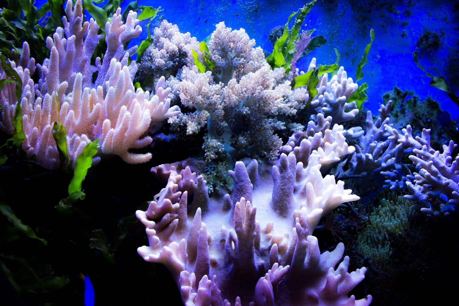 Canon EOS 1100D (EOS Rebel T3 / EOS Kiss X50) sample photo. Coral, water, color photography