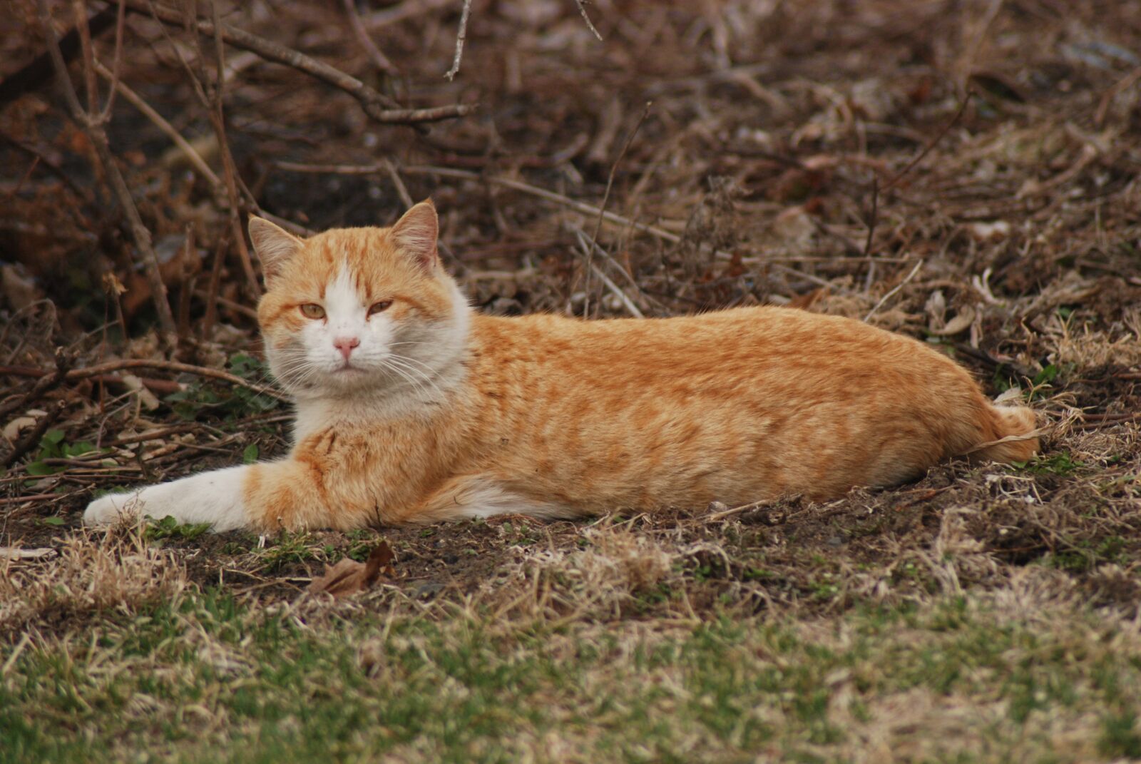 Nikon D80 sample photo. Farm, cat, yellow photography