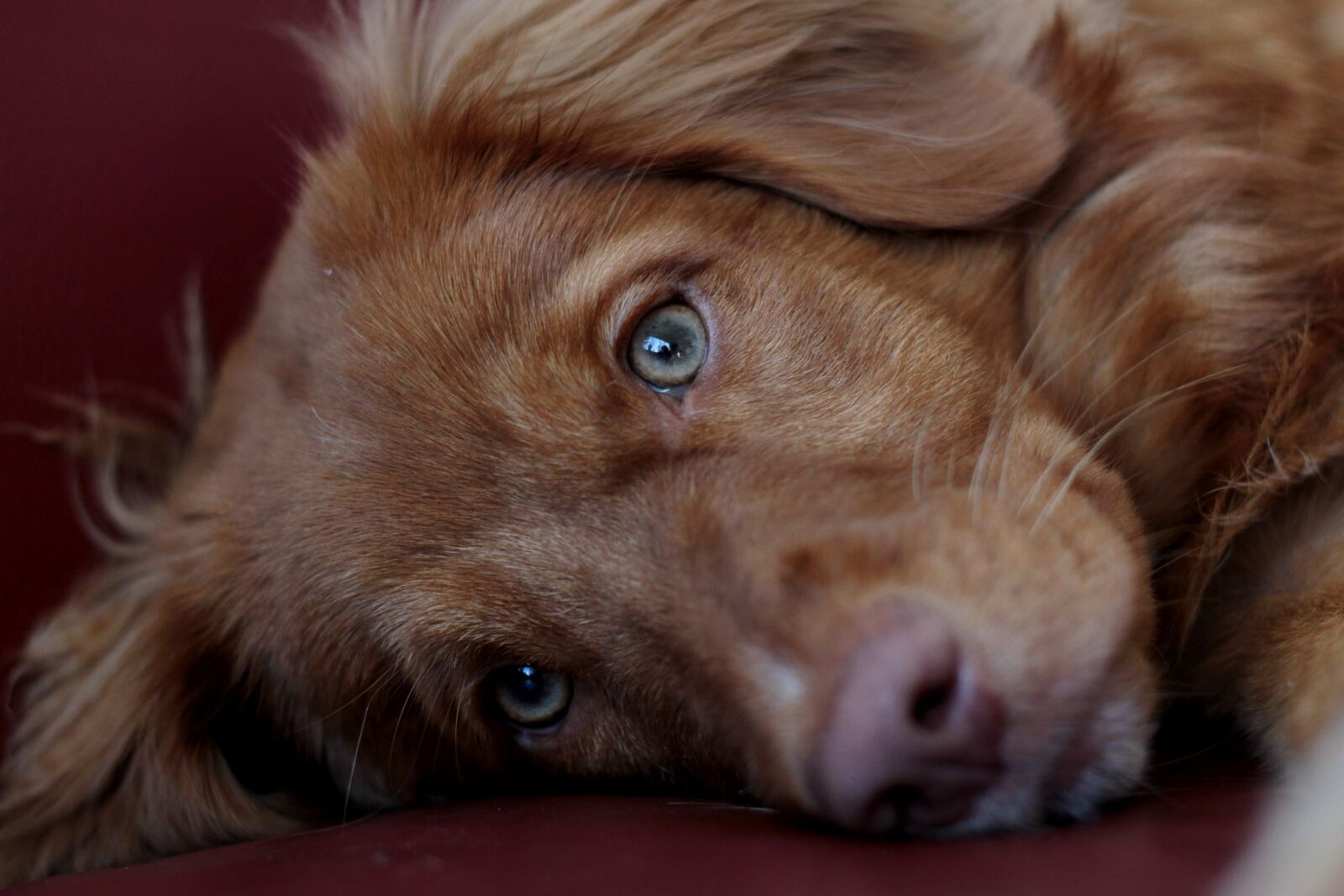Canon EOS 600D (Rebel EOS T3i / EOS Kiss X5) sample photo. Puppy, toller, nova scotia photography