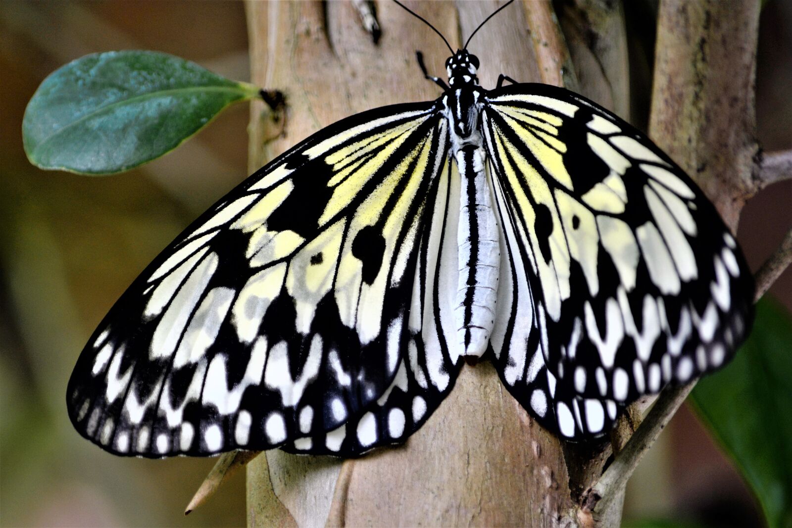 Nikon D7100 sample photo. Butterfly, large, colorful photography