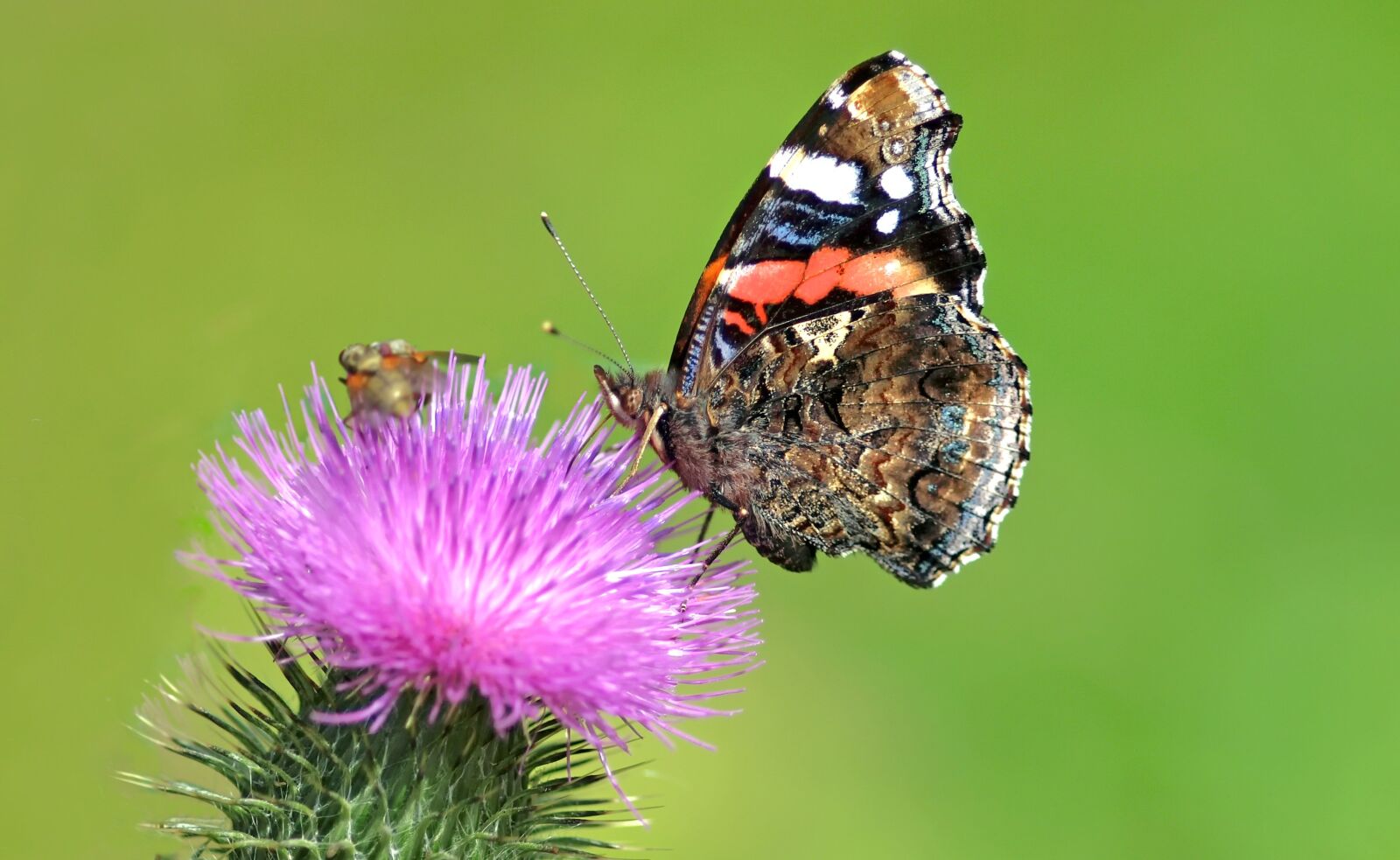 Olympus E-30 sample photo. Admiral on thistle, butterfly photography