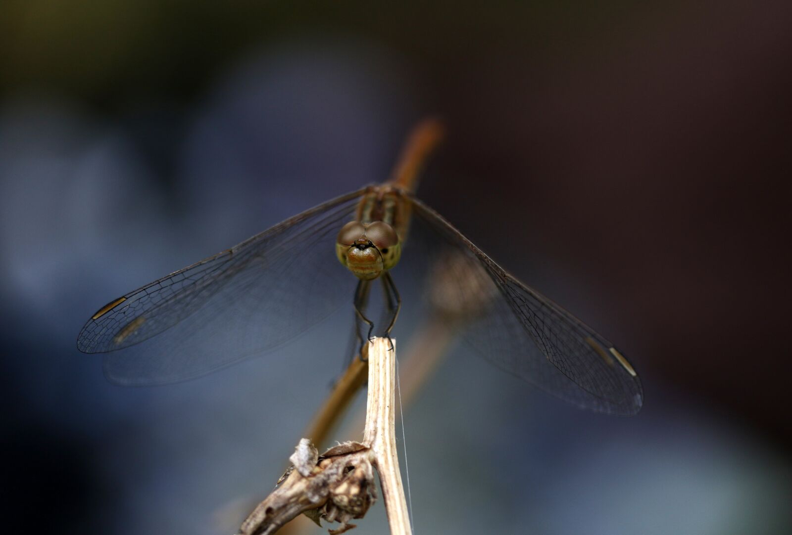 Canon EF-S 60mm F2.8 Macro USM sample photo. Dragonfly, insecta, wings photography