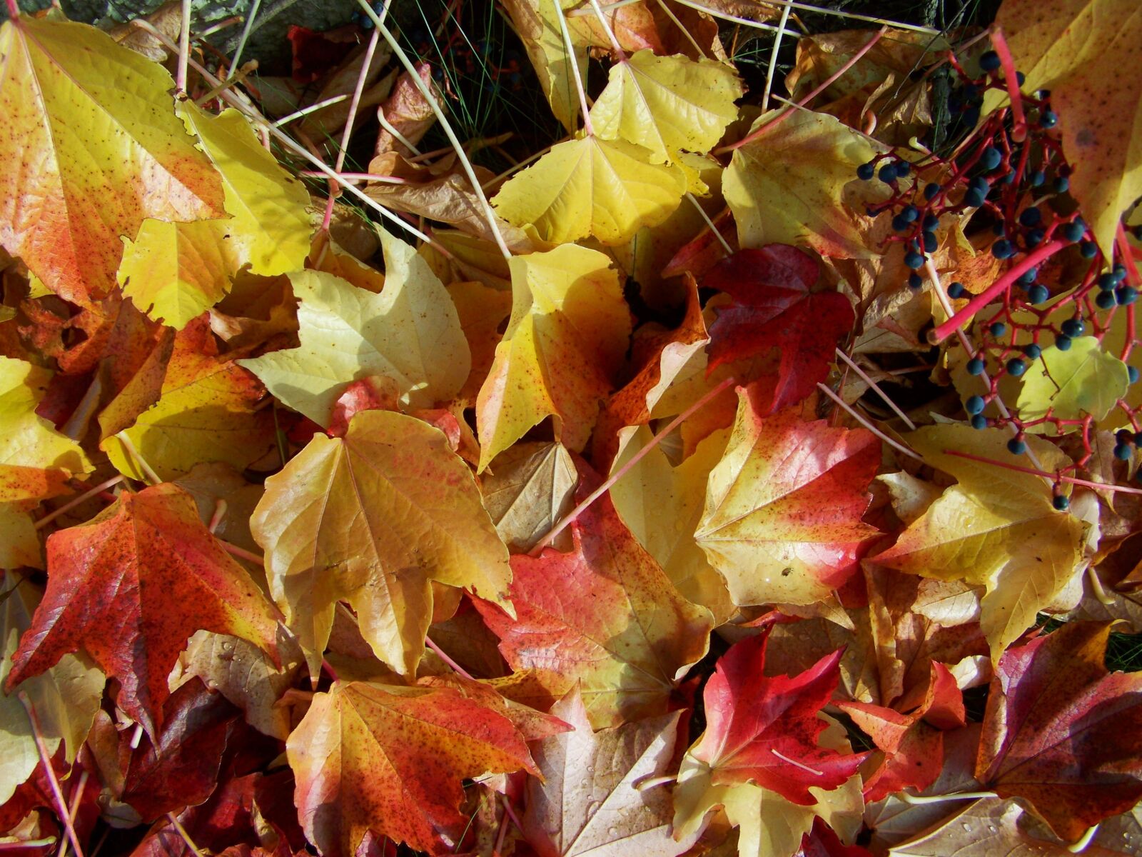 Kodak EASYSHARE ZD710 ZOOM DIGITAL CAMERA sample photo. Autumn, fallen colored leaves photography
