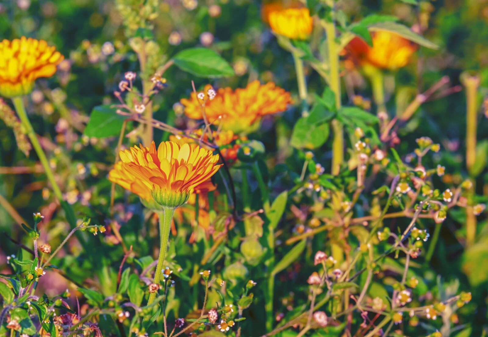 Fujifilm XF 55-200mm F3.5-4.8 R LM OIS sample photo. Marigold, flower, blossom photography