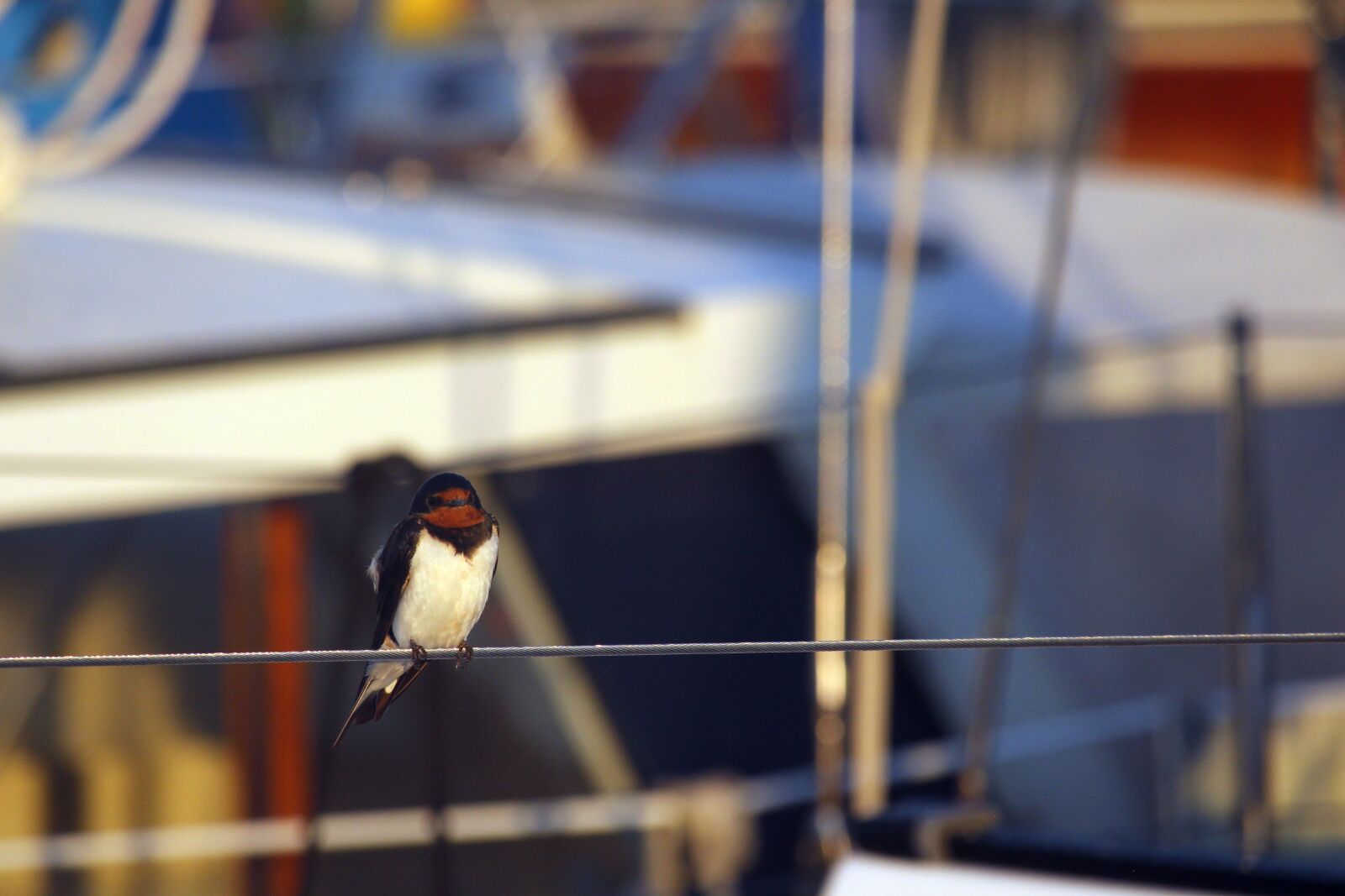 Canon EF-S 55-250mm F4-5.6 IS STM sample photo. Schwalbe, sunrise, port photography