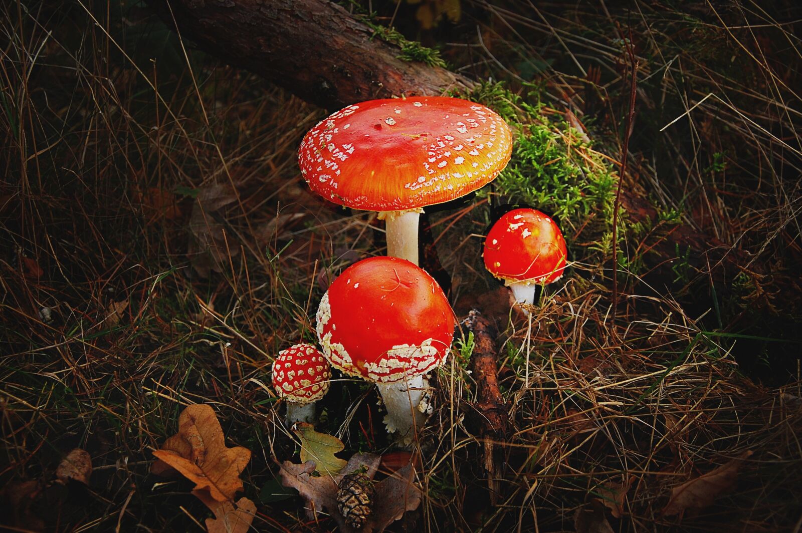 Nikon D40 sample photo. Matryoshka, forest, nature photography