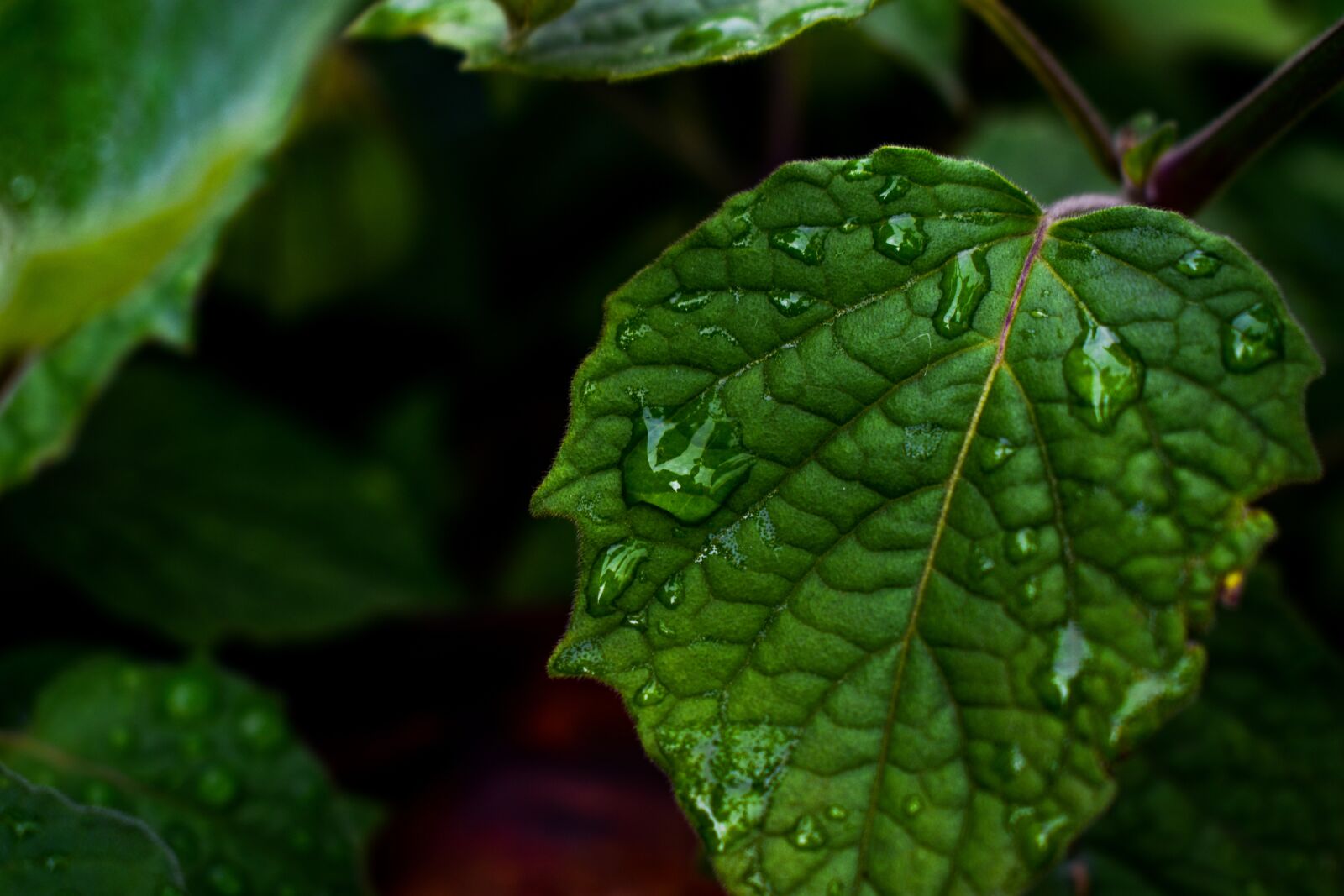 Nikon D3400 sample photo. Leaf, plant, nature photography