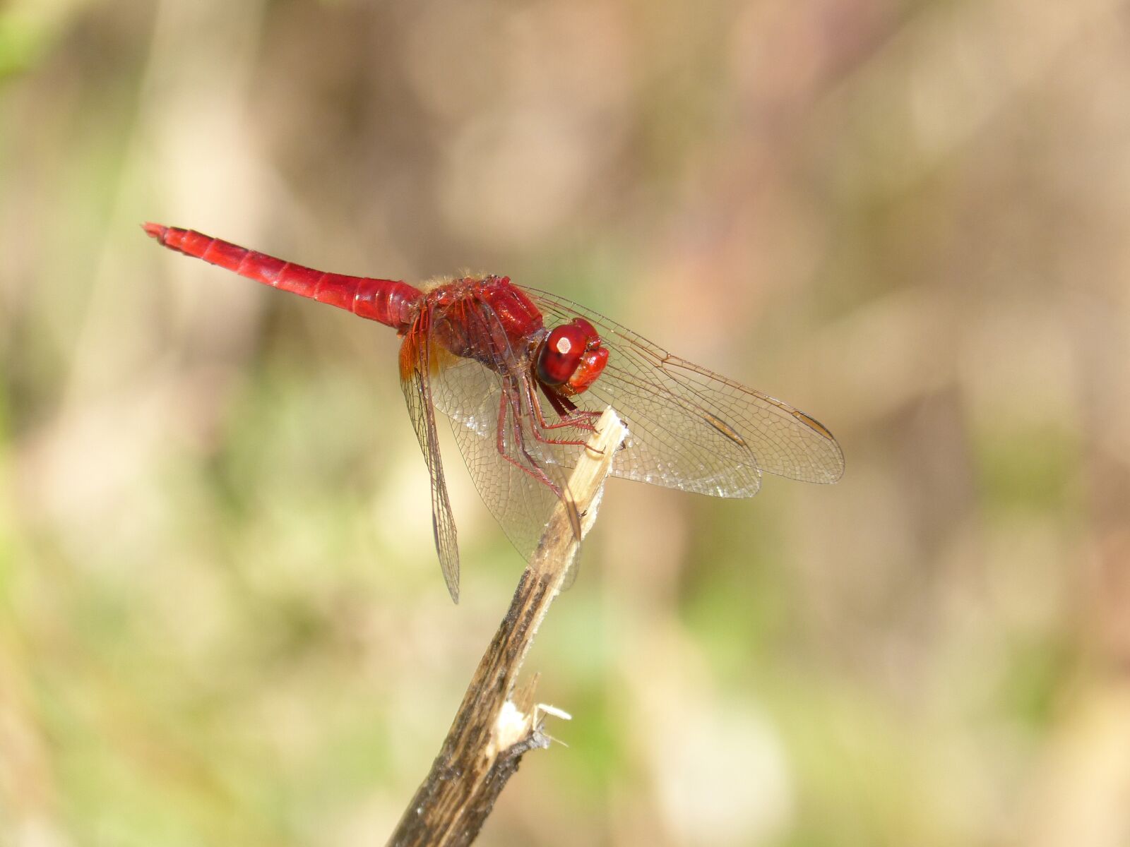 Panasonic DMC-FZ62 sample photo. Dragonfly, red dragonfly, insect photography