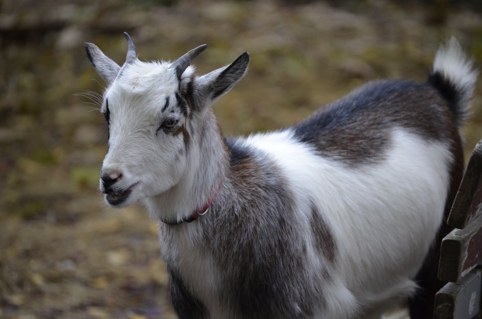 Nikon D5100 sample photo. Goat, dwarf goat, domestic photography