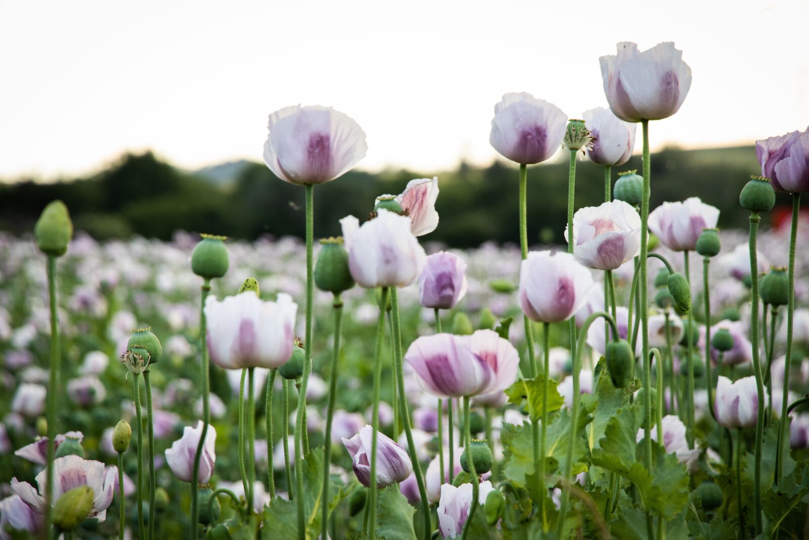 Canon EF-S 18-135mm F3.5-5.6 IS USM sample photo. Poppies, purple, white photography