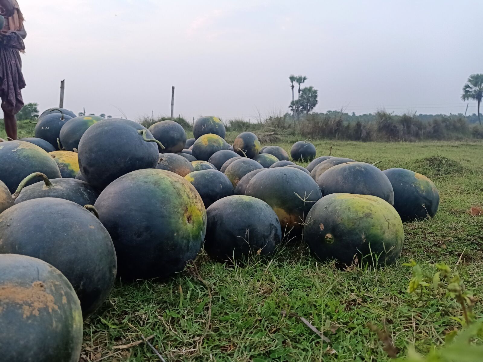 OPPO F11 sample photo. Watermelon, india, odisha photography