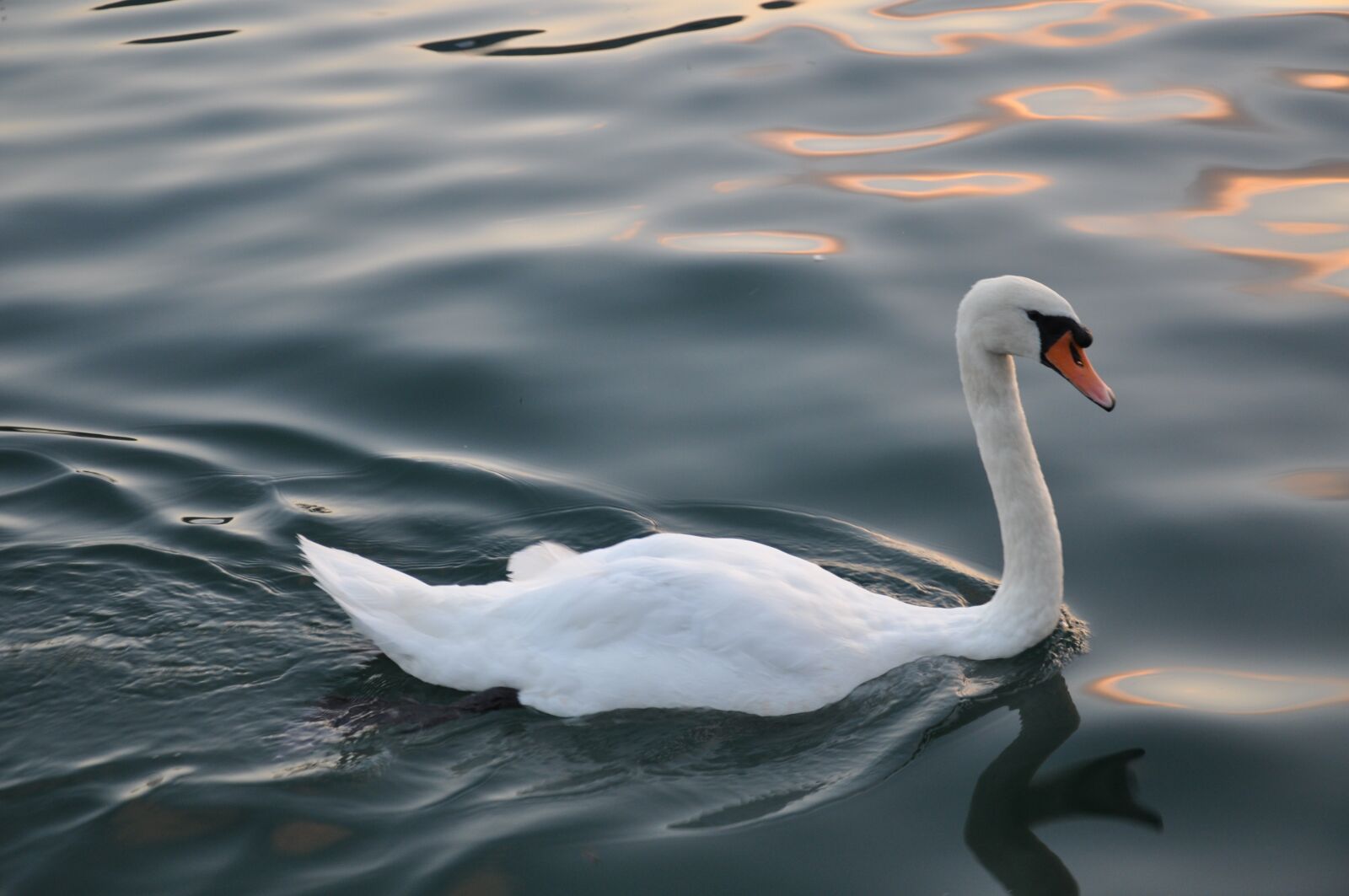 Nikon D90 sample photo. Swan, bird, wildlife photography