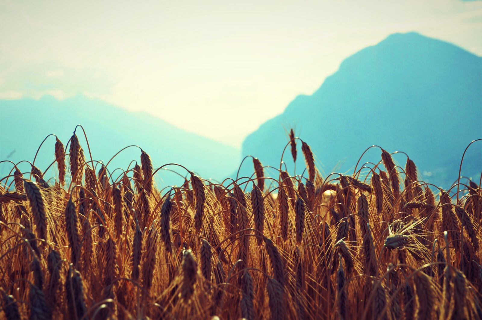 Nikon D300S sample photo. Wheat, field, mountains photography