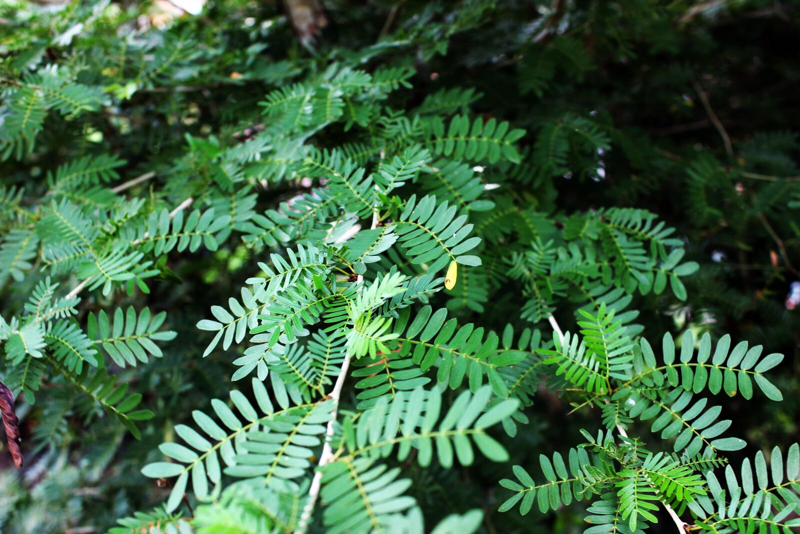 Canon EOS 600D (Rebel EOS T3i / EOS Kiss X5) sample photo. Botany, garden, green, leaf photography