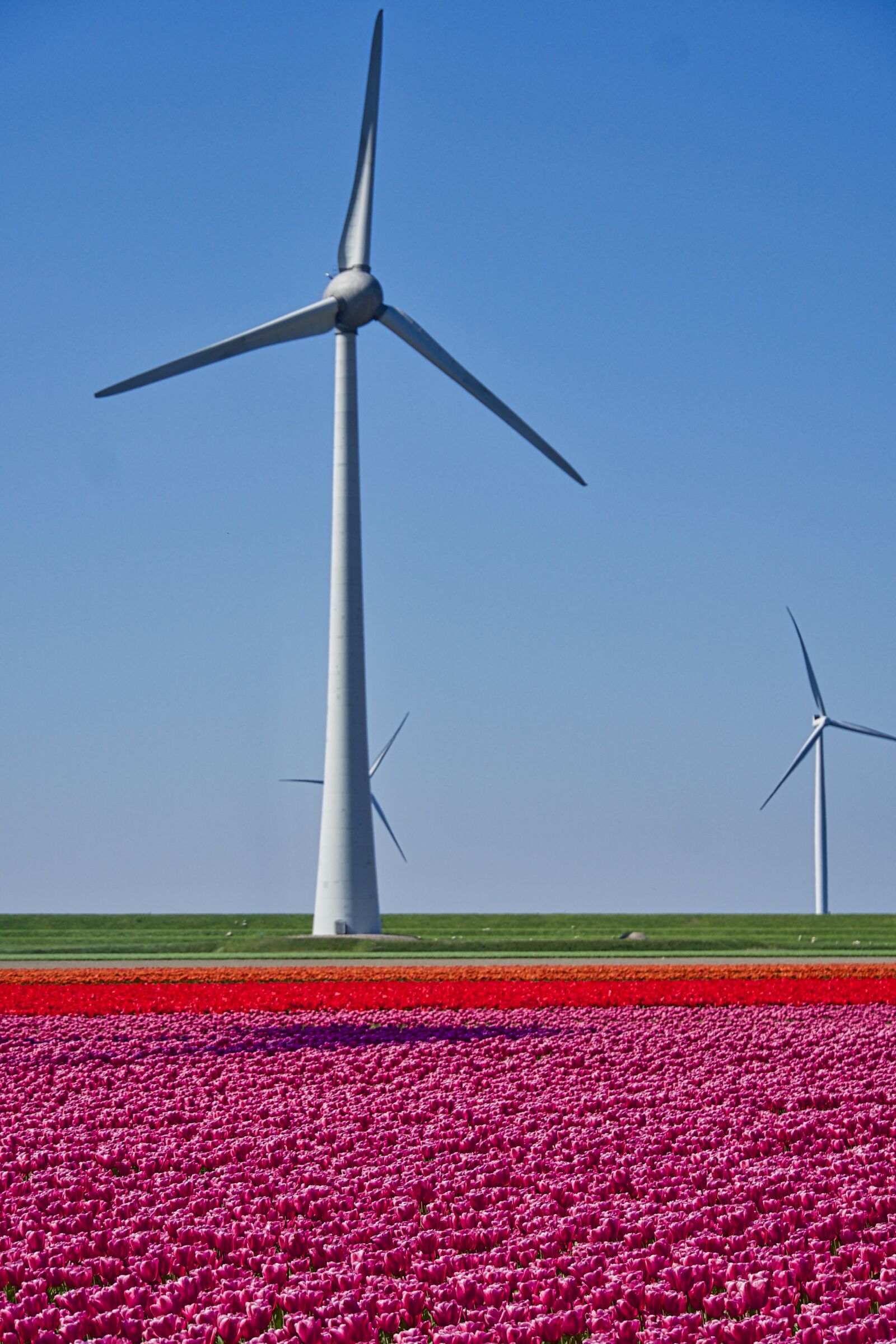 Sony a6500 sample photo. Windmill, tulips, field photography