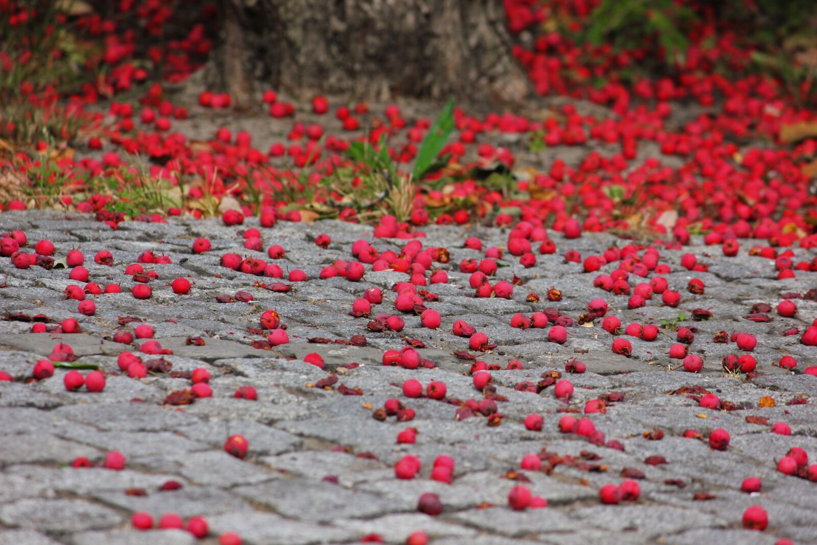 Canon EOS 550D (EOS Rebel T2i / EOS Kiss X4) sample photo. Berry red, ripe, fallen photography