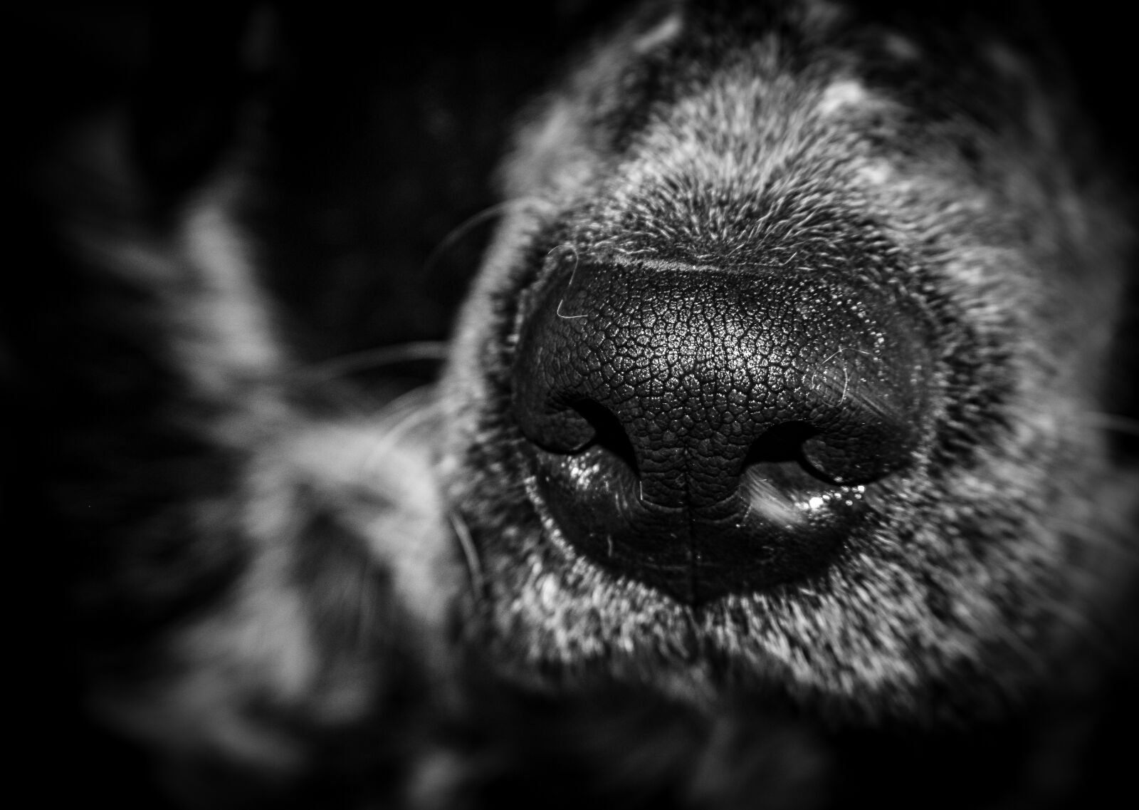 Nikon D3400 sample photo. Nose, canine, dog photography
