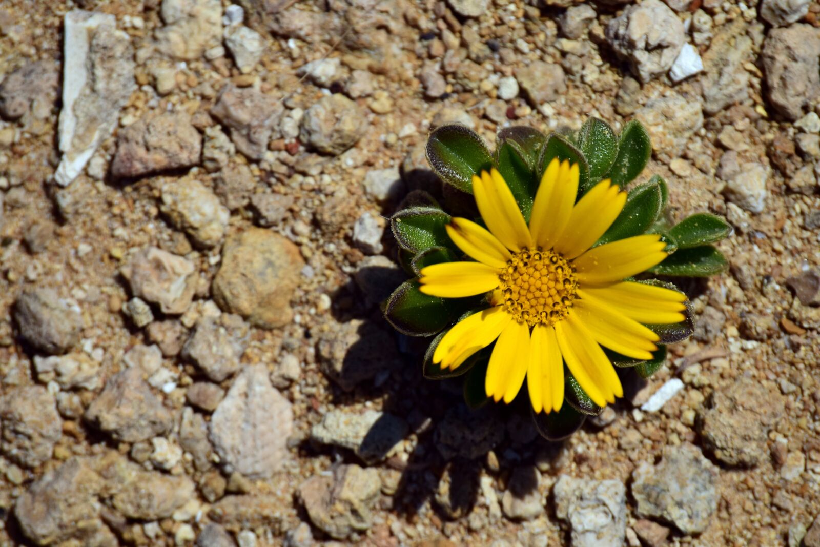 Nikon D3300 sample photo. Flower, small, small flower photography