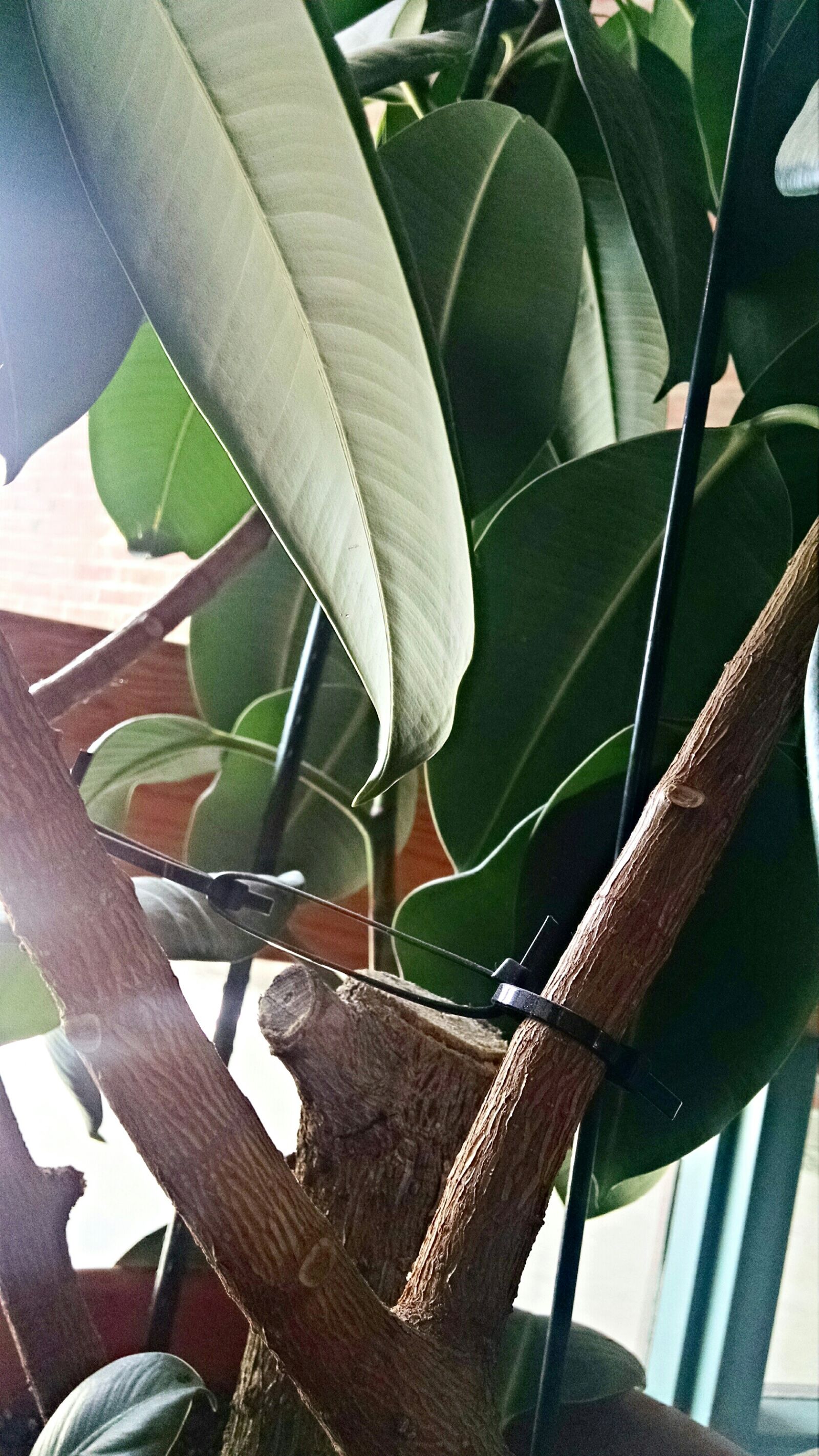 Motorola Moto X (1st Gen) sample photo. Green, leaves, plant photography