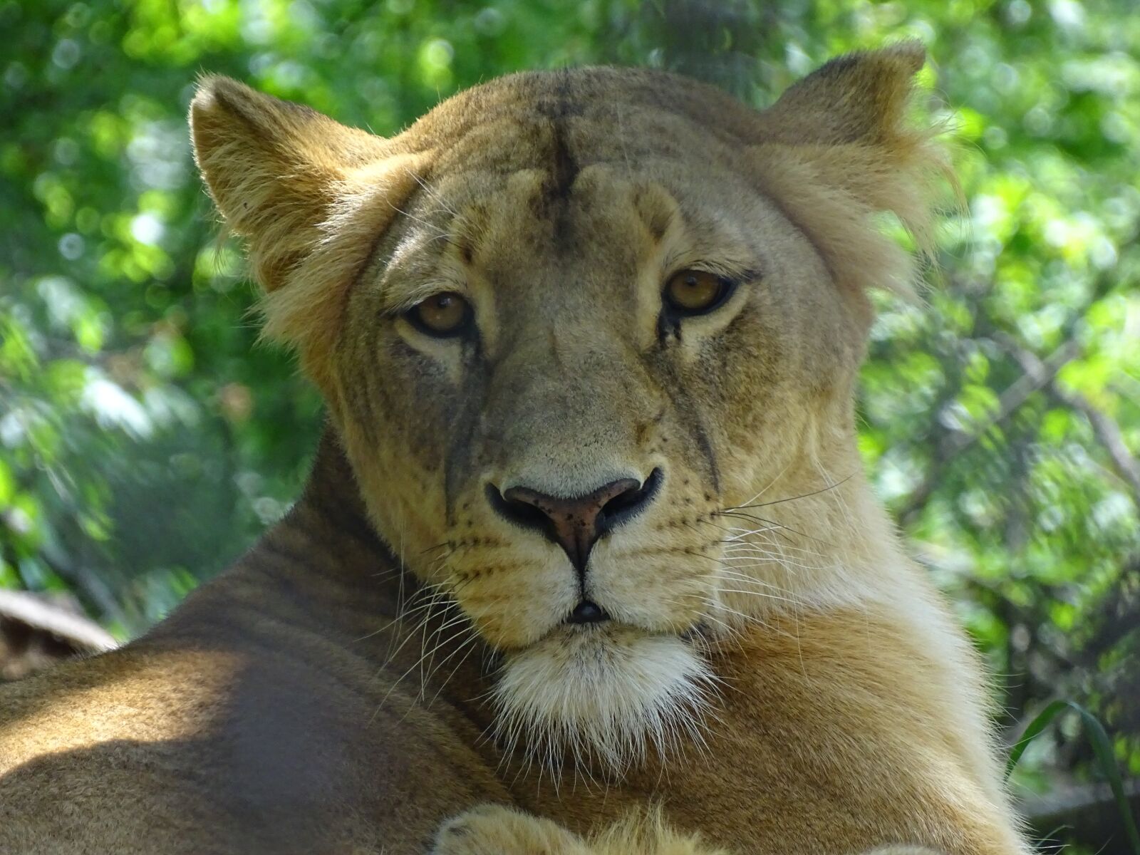 Sony Cyber-shot DSC-HX400V sample photo. Lioness, zoo brno, beast photography