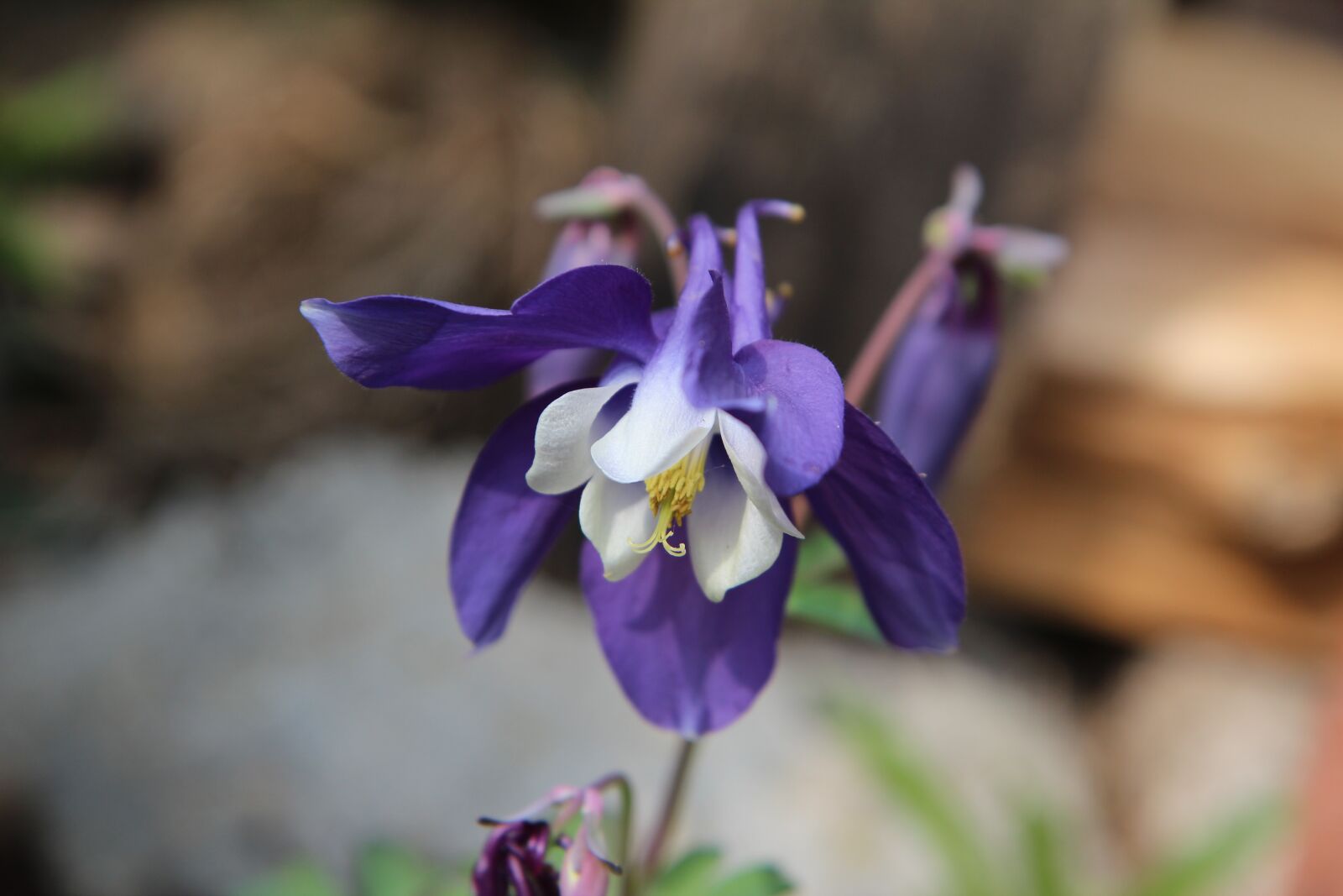Canon EOS 600D (Rebel EOS T3i / EOS Kiss X5) sample photo. Columbine, ancolie bleue, flowering photography