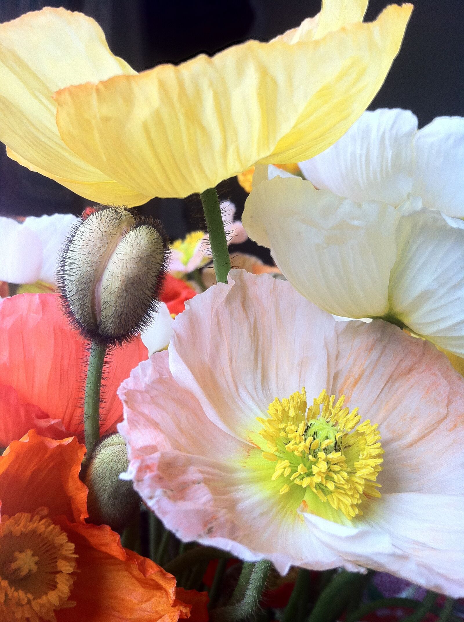 Apple iPhone 4 sample photo. Flower, nature, flora photography
