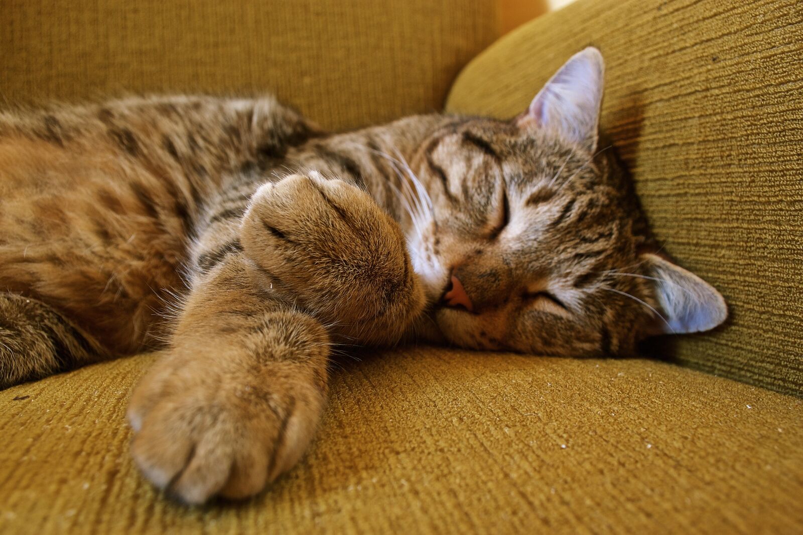 Nikon D3100 sample photo. Cat, animal, green photography
