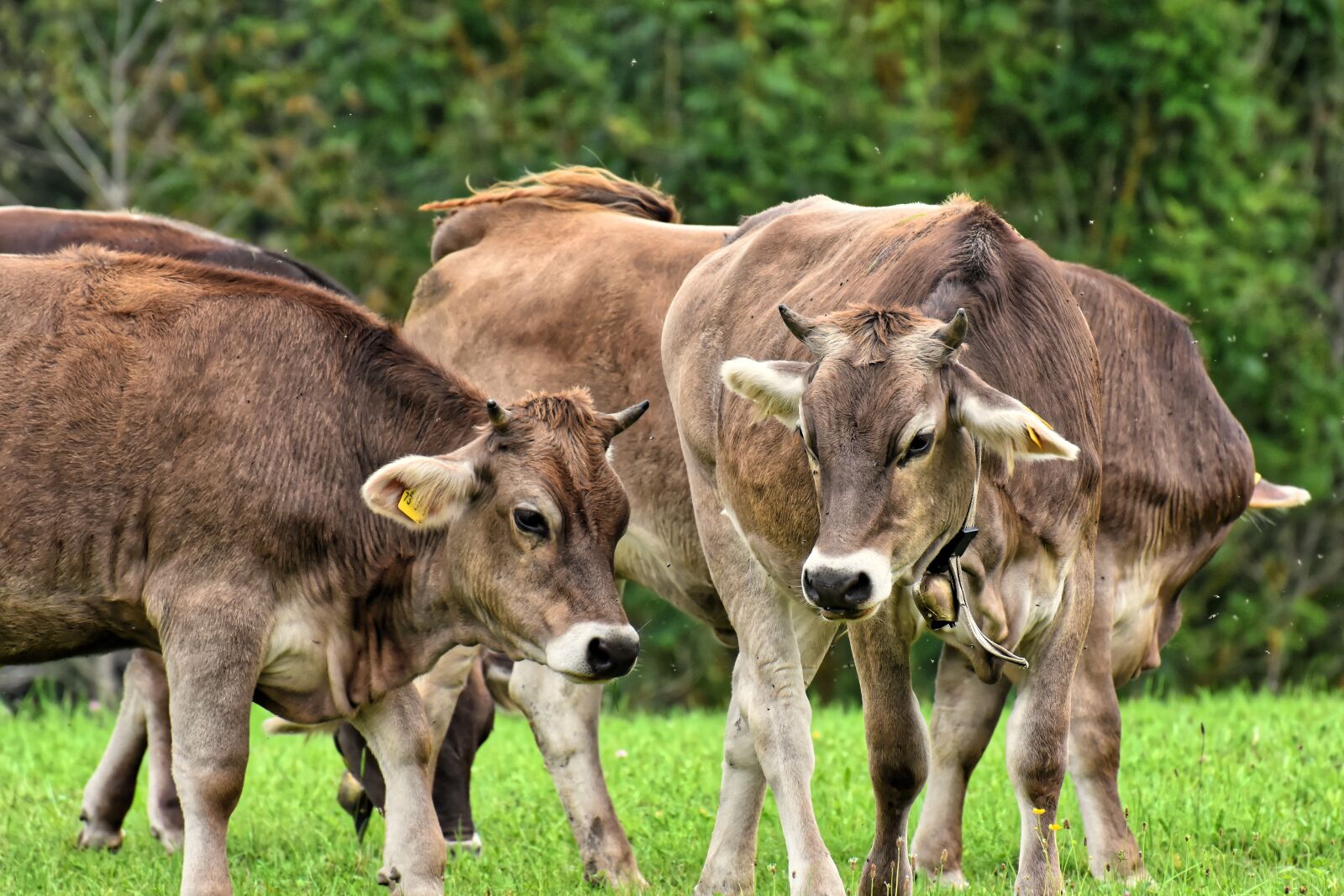 Nikon D7200 sample photo. Cow, allgäu, cows photography