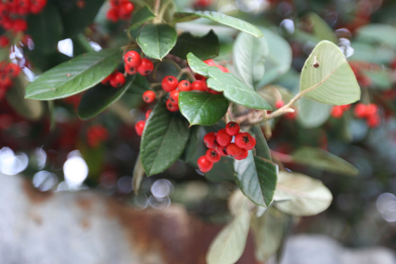 Canon EOS 20D sample photo. Berries, green, leaves, poisonous photography