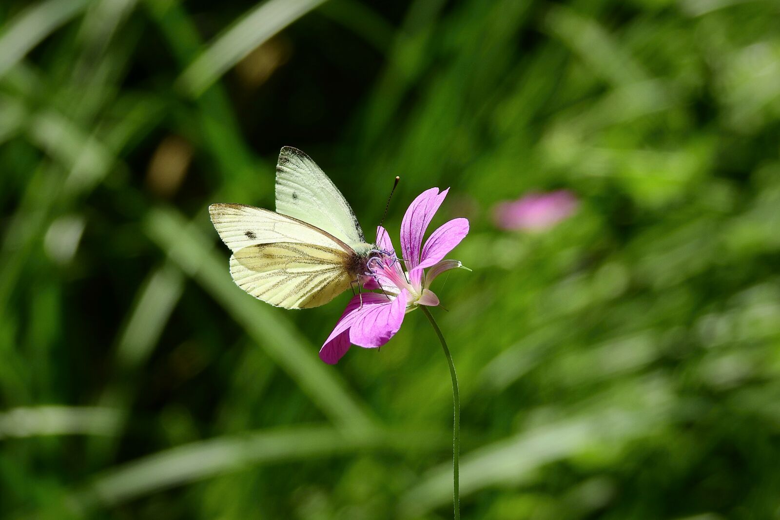 Nikon Coolpix P900 sample photo. Flower and butterfly, nature photography