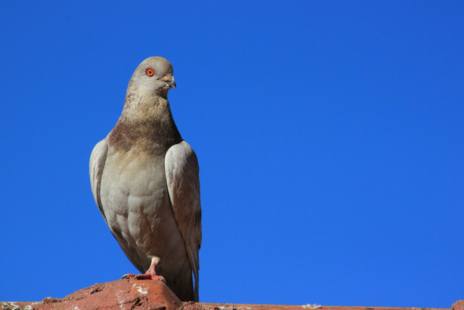 Canon EOS 500D (EOS Rebel T1i / EOS Kiss X3) sample photo. Pigeon, bird, nature photography