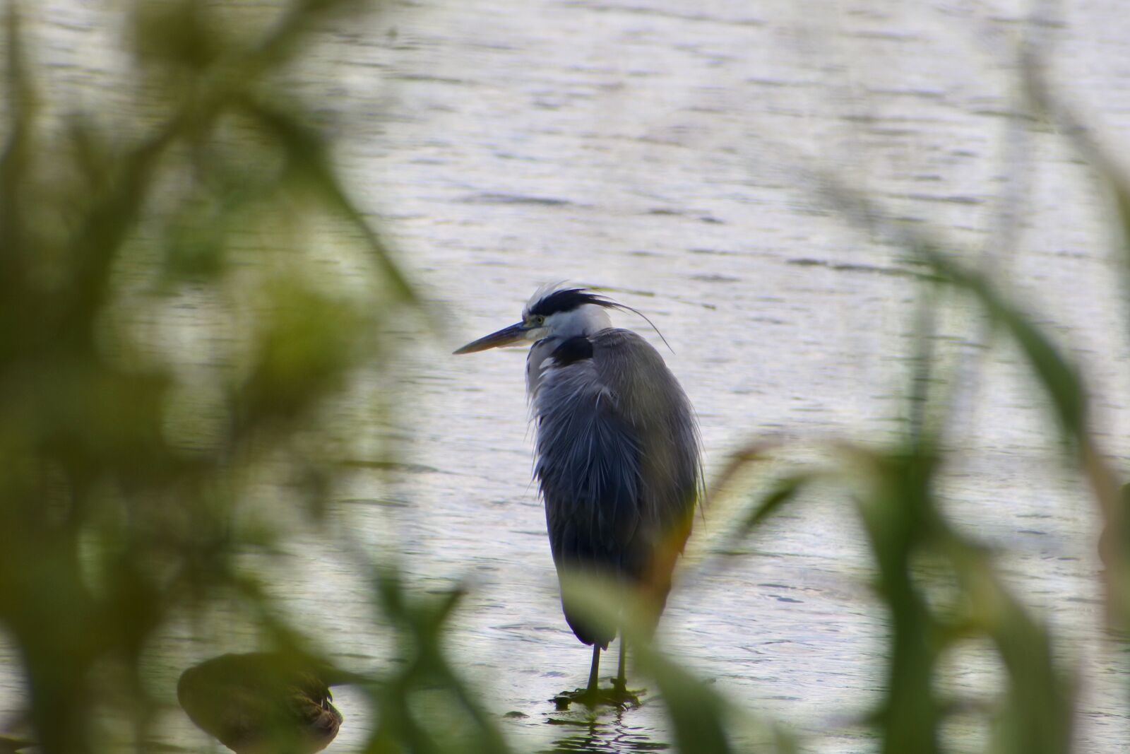 VR 70-300mm f/4.5-6.3G sample photo. Animal, river, waterside photography