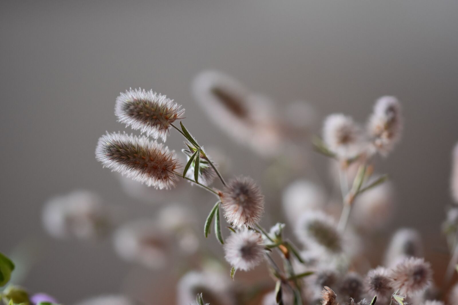 Nikon D5500 sample photo. Flower, nature, plant photography