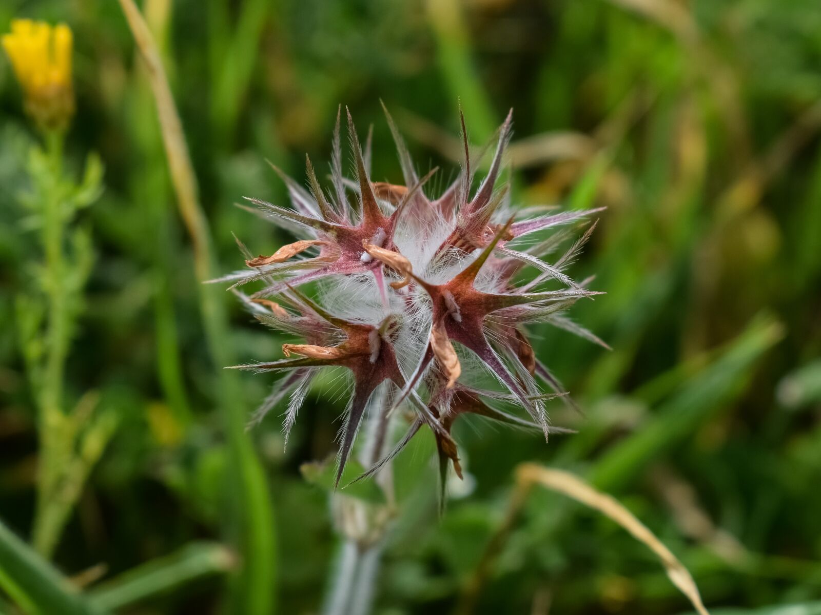 Nikon D3300 sample photo. Thorns, plant, flora photography