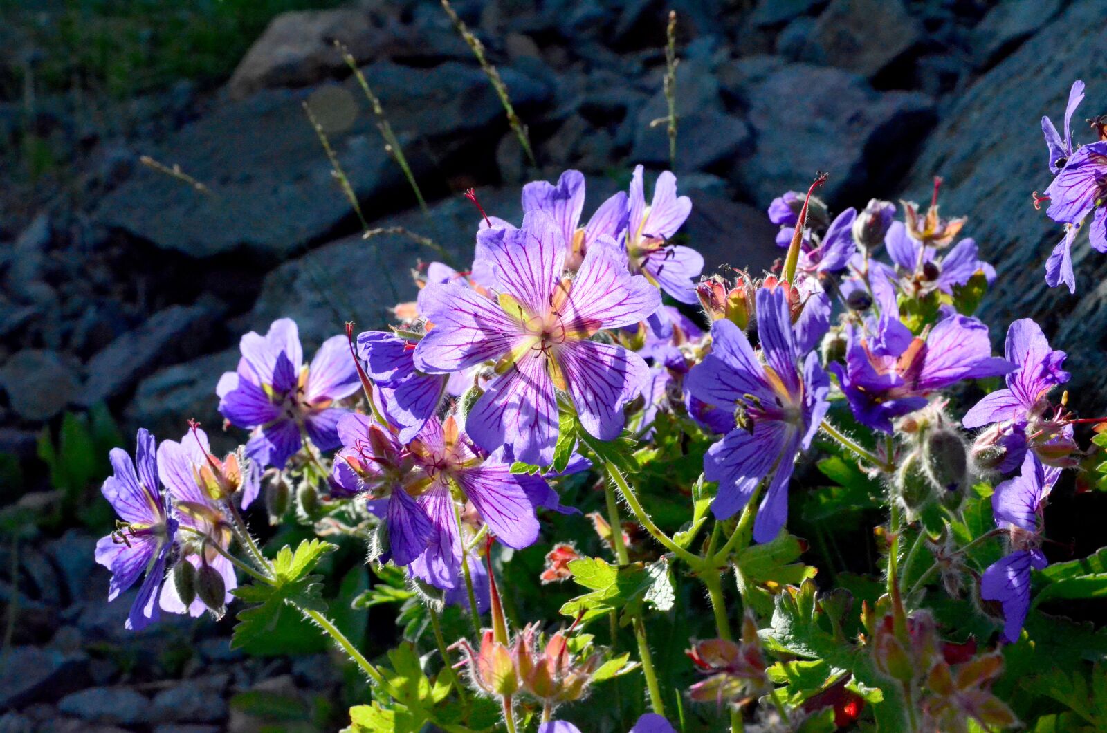 Nikon D5100 sample photo. Nature, flower, plant photography