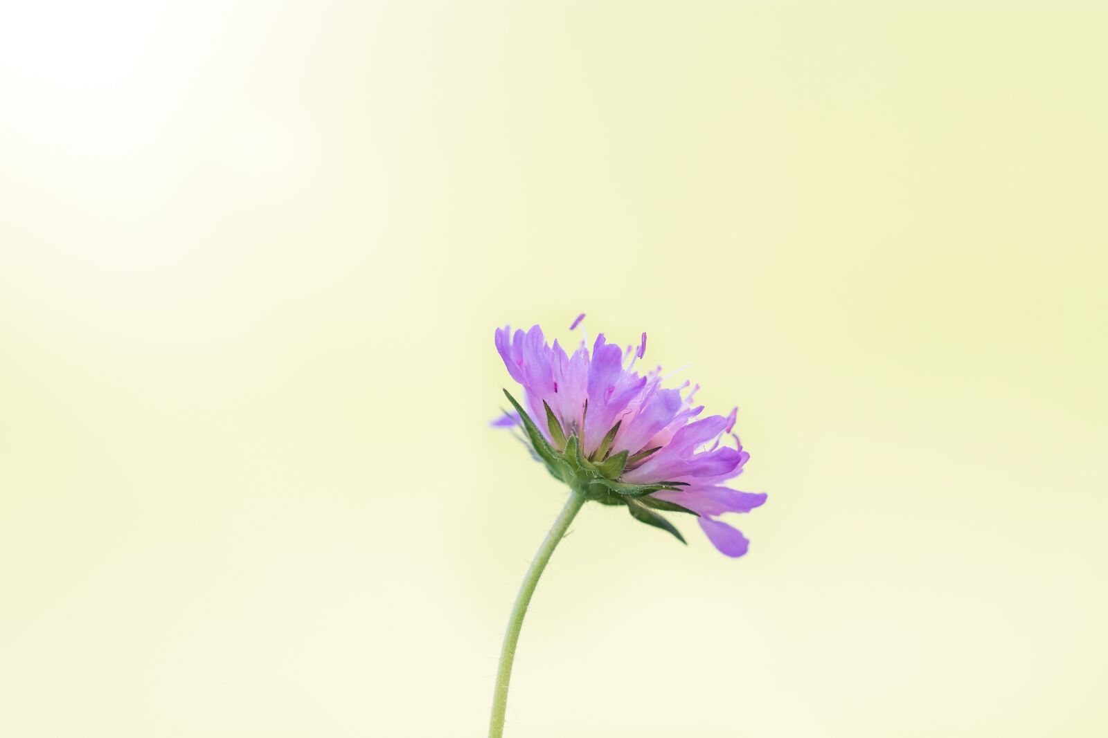 Nikon D7100 sample photo. Flower, purple, pointed flower photography