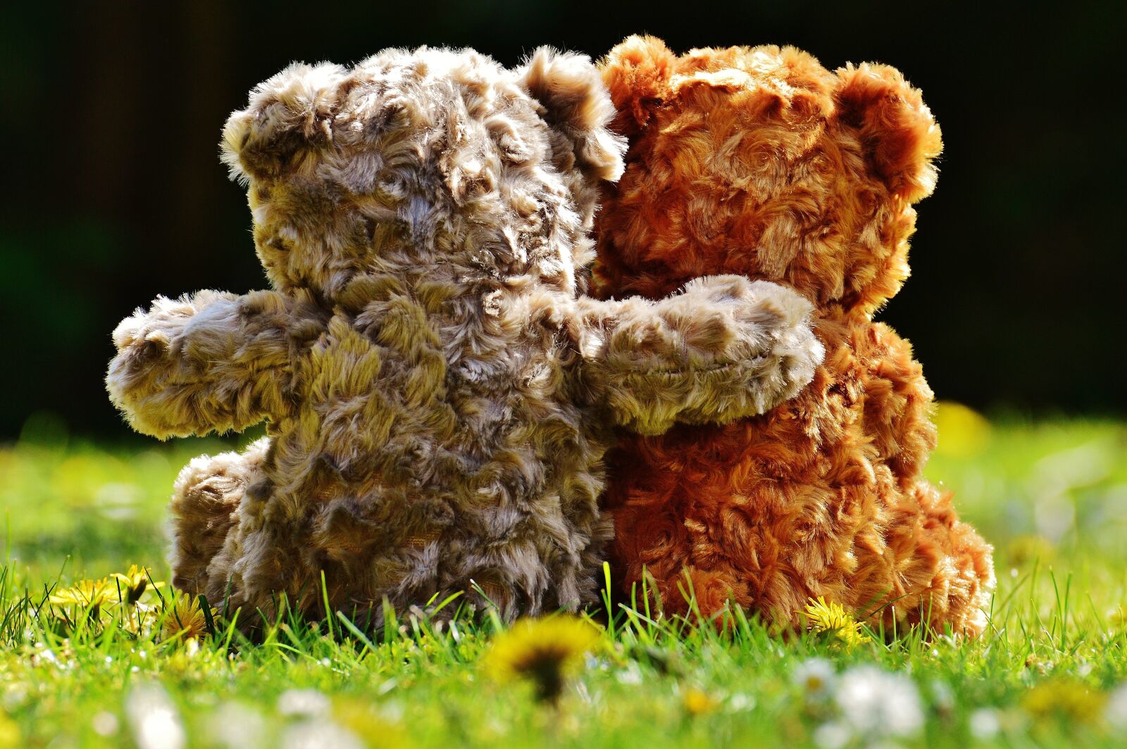 Nikon D3200 sample photo. Teddy, love, romantic photography