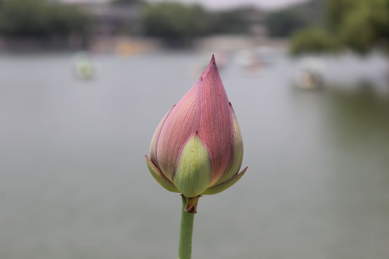 Canon EOS 600D (Rebel EOS T3i / EOS Kiss X5) sample photo. Flower, lotus, water lily photography